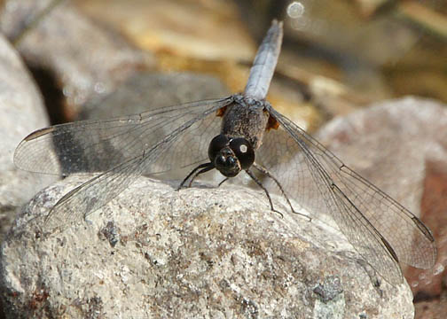 Plateau dragonlet &ndash; Erythrodiplax basifusca